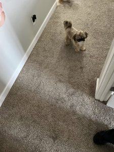 Carpeting in Kansas City, MO