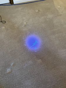 Carpeting in Kansas City, MO